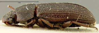 Media type: image;   Entomology 7092 Aspect: habitus lateral view